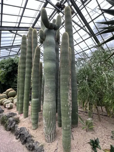 cactus2