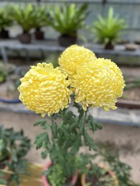 chrysanthemum