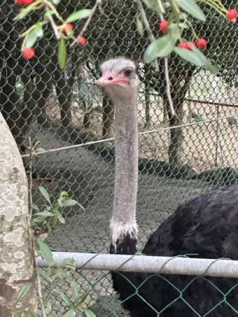 ostrich