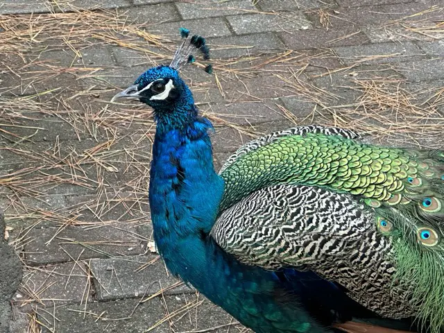 peacock