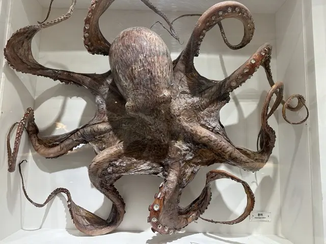 octopus